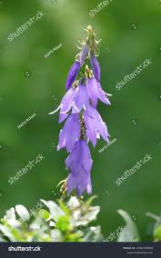 Attēlu rezultāti vaicājumam “Campanula bononiensis”