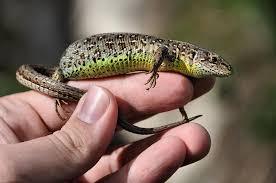 Attēlu rezultāti vaicājumam “Lacerta agilis”