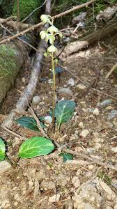 Attēlu rezultāti vaicājumam “Pyrola chlorantha”