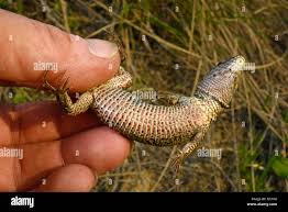 Attēlu rezultāti vaicājumam “Lacerta agilis male”