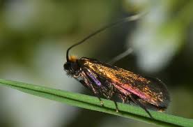 Attēlu rezultāti vaicājumam “Cauchas rufimitrella”