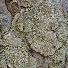 Attēlu rezultāti vaicājumam “Lecanora conizaeoides”