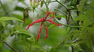 Attēlu rezultāti vaicājumam “Colchicaceae”