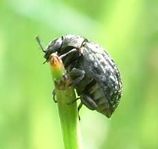 Attēlu rezultāti vaicājumam “Cytilus sericeus”