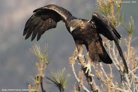 Attēlu rezultāti vaicājumam “Aquila chrysaetos adult”