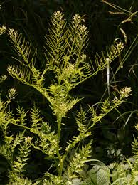 Attēlu rezultāti vaicājumam “Cardamine impatiens fruit”