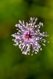 Attēlu rezultāti vaicājumam “Plantago media flower”