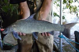 Image result for Cycleptus elongatus