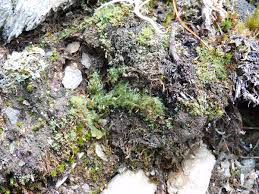 Attēlu rezultāti vaicājumam “Saelania glaucescens”