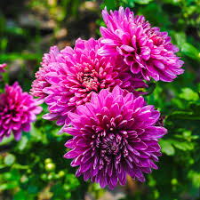 Image result for life flower