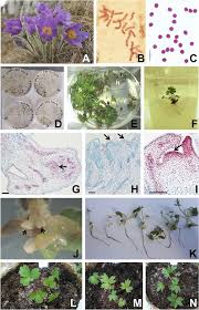 Attēlu rezultāti vaicājumam “Pulsatilla patens fruit”