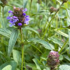 Attēlu rezultāti vaicājumam “Prunella vulgaris”