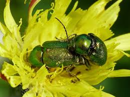 Attēlu rezultāti vaicājumam “Cryptocephalus aureolus, Cryptocephalus sericeus”