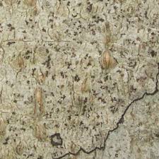 Attēlu rezultāti vaicājumam “Arthonia leucopellaea”