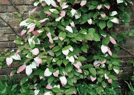 Attēlu rezultāti vaicājumam “Actinidia kolomikta”