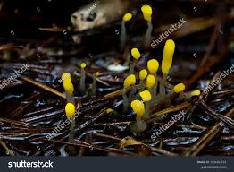 Attēlu rezultāti vaicājumam “Mitrula paludosa”