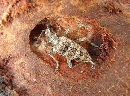 Attēlu rezultāti vaicājumam “Rhagium inquisitor”