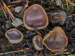 Attēlu rezultāti vaicājumam “Bryoerythrophyllum recurvirostrum sporophyte”