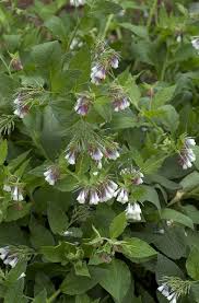 Attēlu rezultāti vaicājumam “Symphytum grandiflorum flower”