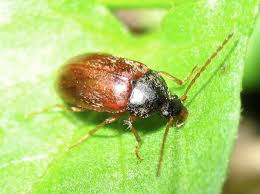 Attēlu rezultāti vaicājumam “Alleculidae”