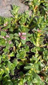 Attēlu rezultāti vaicājumam “Glaux maritima flower”
