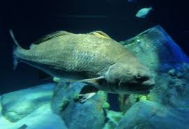 Image result for Pogonias cromis