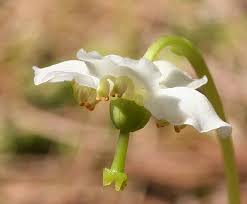 Attēlu rezultāti vaicājumam “Moneses uniflora bud”