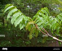 Attēlu rezultāti vaicājumam “Pterocarya fraxinifolia leaf”