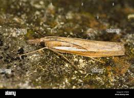Attēlu rezultāti vaicājumam “Agriphila tristella”