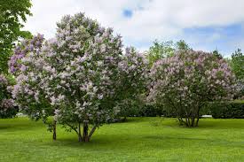 Image result for flieder