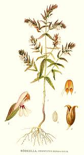 Attēlu rezultāti vaicājumam “Odontites vulgaris fruit”