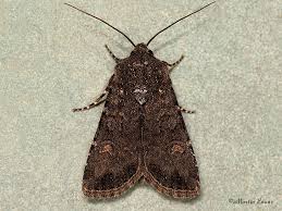 Attēlu rezultāti vaicājumam “Euxoa nigricans”