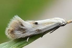 Attēlu rezultāti vaicājumam “Elachista maculicerusella”