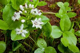 Attēlu rezultāti vaicājumam “Menyanthes trifoliata”