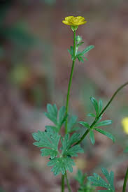 Attēlu rezultāti vaicājumam “Ranunculus bulbosus flower”