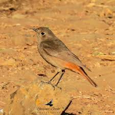 Attēlu rezultāti vaicājumam “Phoenicurus ochruros”