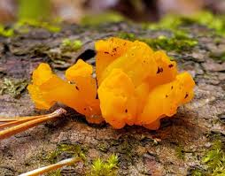 Attēlu rezultāti vaicājumam “Dacrymyces chrysospermus spores”