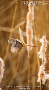 Attēlu rezultāti vaicājumam “Panurus biarmicus female”