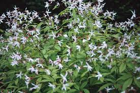 Attēlu rezultāti vaicājumam “Gillenia trifoliata flower”
