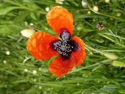 Attēlu rezultāti vaicājumam “Papaver argemone leaf”