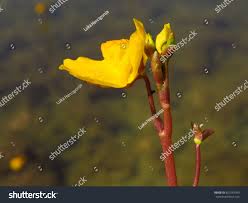 Attēlu rezultāti vaicājumam “Utricularia vulgaris leaf”