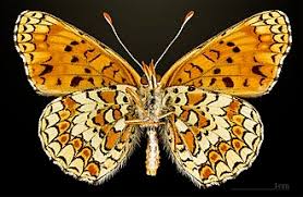 Attēlu rezultāti vaicājumam “Melitaea phoebe upperside”