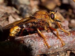 Attēlu rezultāti vaicājumam “Asilus crabroniformis”