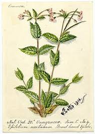 Attēlu rezultāti vaicājumam “Epilobium montanum”