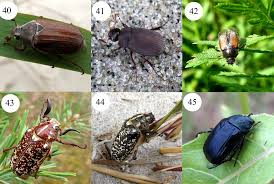 Attēlu rezultāti vaicājumam “Ceruchus chrysomelinus imago”