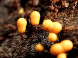 Attēlu rezultāti vaicājumam “Trichia varia macro”