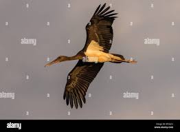 Attēlu rezultāti vaicājumam “Ciconia ciconia juvenile”