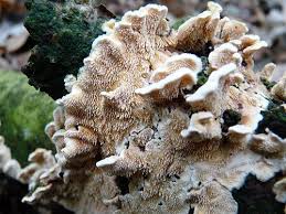 Attēlu rezultāti vaicājumam “Steccherinum bourdotii”