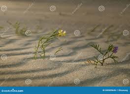 Attēlu rezultāti vaicājumam “Linaria loeselii”