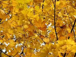 Attēlu rezultāti vaicājumam “Acer platanoides”